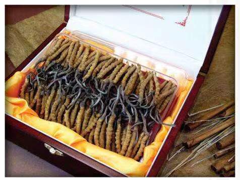 荔浦冬虫夏草回收